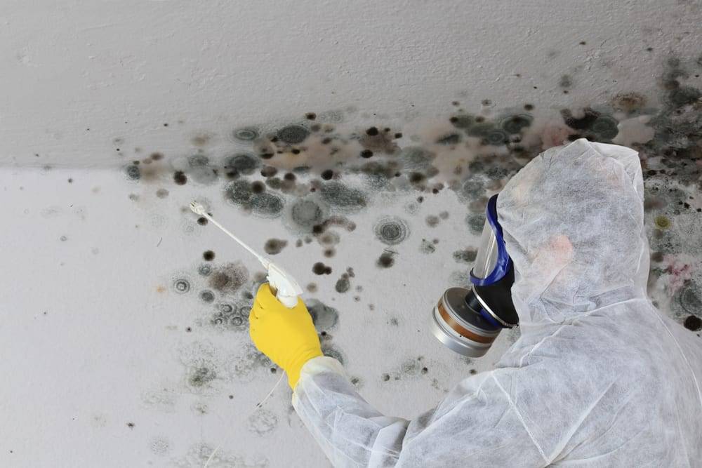 Lead and Mold Detection | Mold House Inspections | Aegean Environmental Services